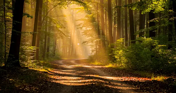 chemin forestier paisible avec lumière dorée traversant de grands arbres